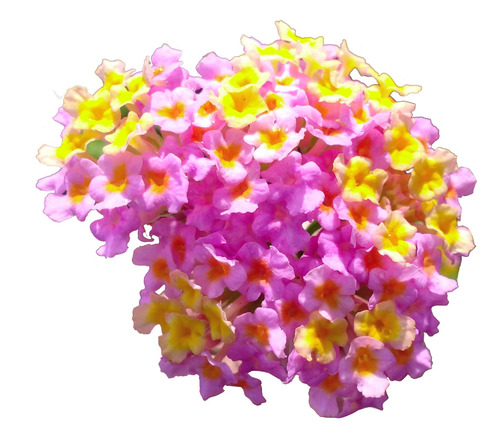 Lantana Arbusto Ornamental Aromático Flor 1