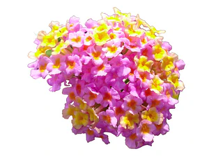Lantana Arbusto Ornamental Aromático Flor