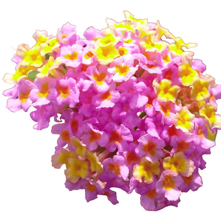 Lantana Arbusto Ornamental Aromático Flor 1
