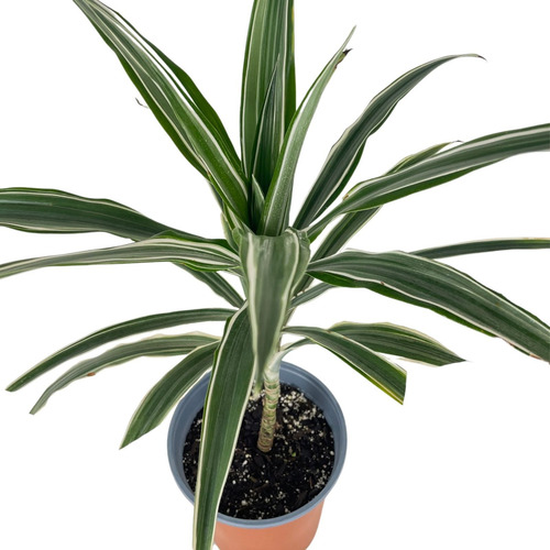 Dracena Warneckii Planta Interior Ornamental 1