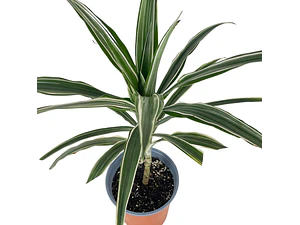 Dracena Warneckii Planta Interior Ornamental