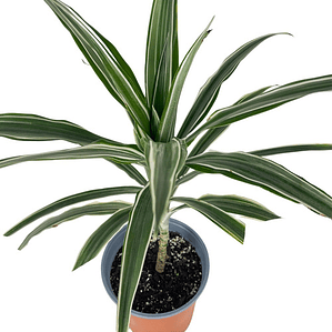 Dracena Warneckii Planta Interior Ornamental