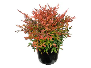 Nandina Grande Arbusto Ornamental 1,5 Mts
