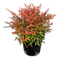 Nandina Grande Arbusto Ornamental 1,5 Mts - Miniatura 1