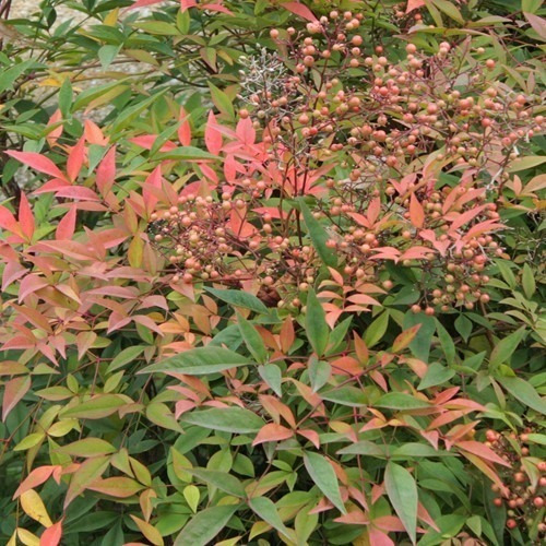 Nandina Grande Arbusto Ornamental 1,5 Mts 2