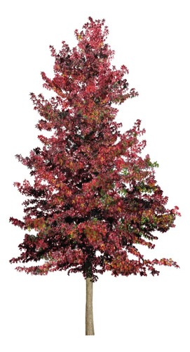 Liquidambar Pequeño Árbol Ornamental 1