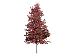 Liquidambar Pequeño Árbol Ornamental