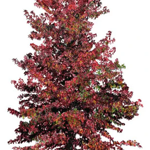 Liquidambar Pequeño Árbol Ornamental