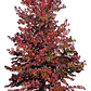 Liquidambar Pequeño Árbol Ornamental - Miniatura 1