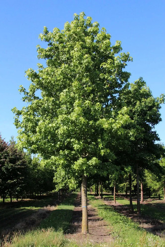 Liquidambar Pequeño Árbol Ornamental 2