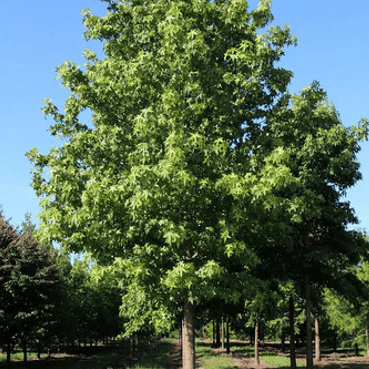 Liquidambar Pequeño Árbol Ornamental 2