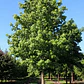 Liquidambar Pequeño Árbol Ornamental - Miniatura 2