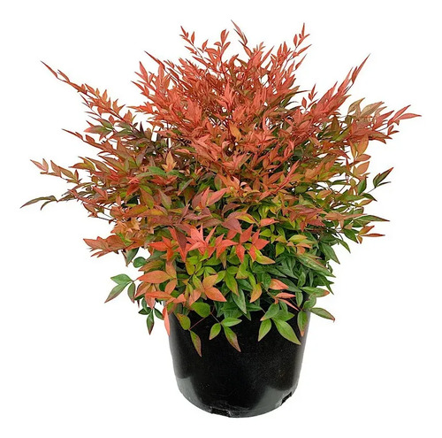 Nandina Pequeña Arbusto Ornamental 1