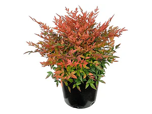 Nandina Pequeña Arbusto Ornamental