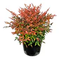 Nandina Pequeña Arbusto Ornamental - Miniatura 1