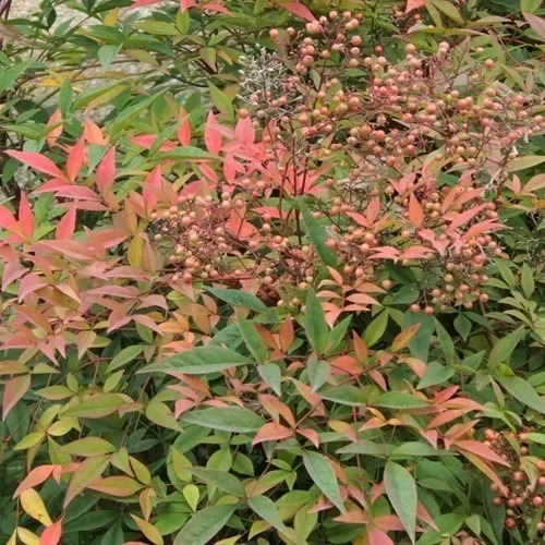 Nandina Pequeña Arbusto Ornamental 2