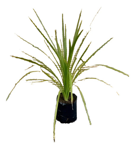 Dracena Verde Árbol Ornamental 1