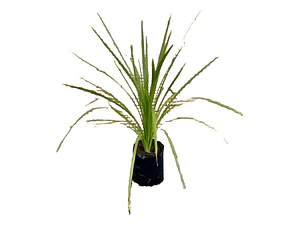 Dracena Verde Árbol Ornamental