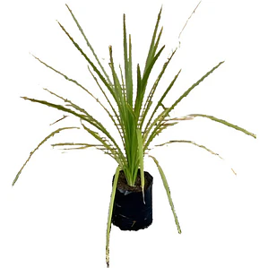 Dracena Verde Árbol Ornamental