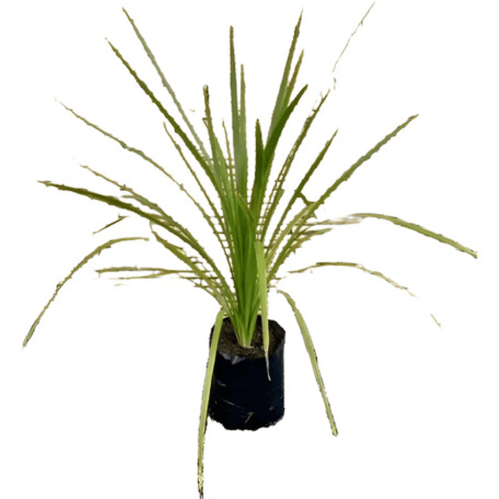 Dracena Verde Árbol Ornamental 1
