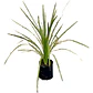 Dracena Verde Árbol Ornamental - Miniatura 1