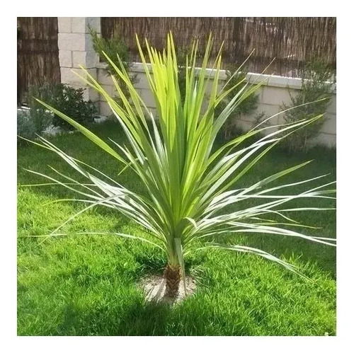 Dracena Verde Árbol Ornamental 2