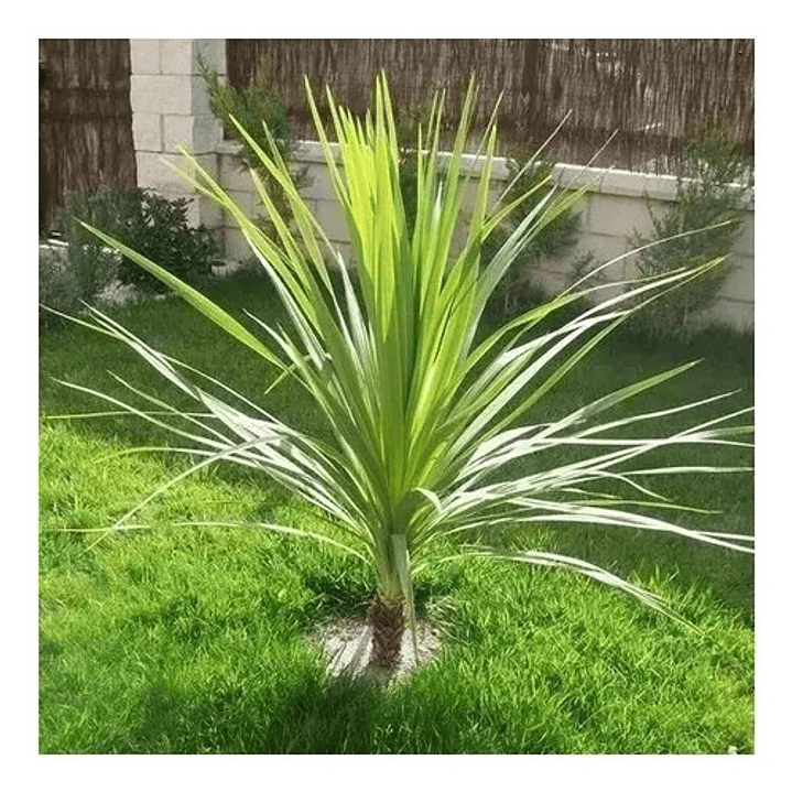 Dracena Verde Árbol Ornamental 2