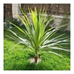 Dracena Verde Árbol Ornamental - Miniatura 2