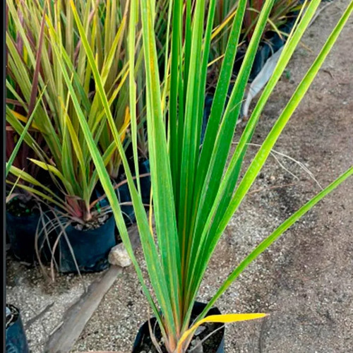 Dracena Verde Árbol Ornamental 3