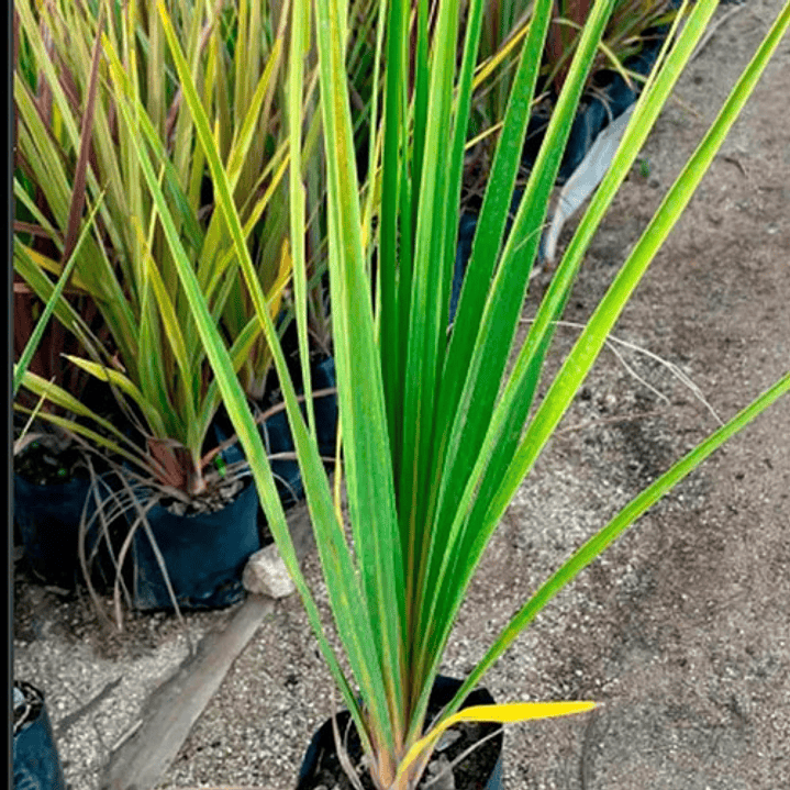 Dracena Verde Árbol Ornamental 3