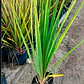 Dracena Verde Árbol Ornamental - Miniatura 3