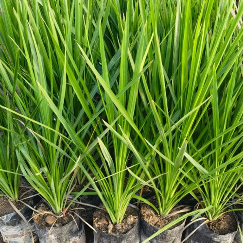 Dracena Verde Árbol Ornamental 4