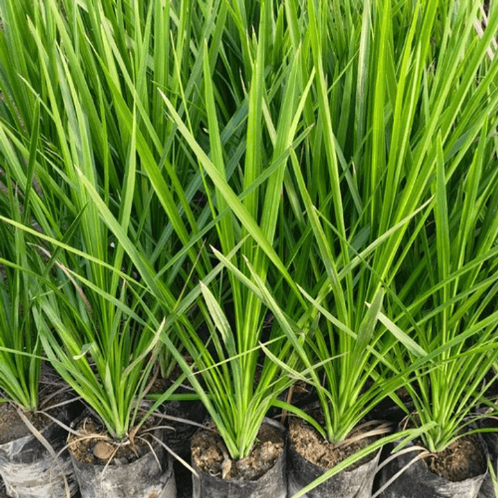 Dracena Verde Árbol Ornamental 4