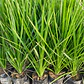 Dracena Verde Árbol Ornamental - Miniatura 4