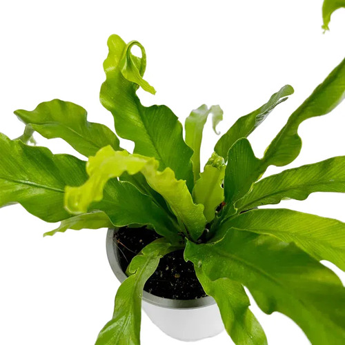 Helecho Asplenium Nido De Ave Planta Interior 1