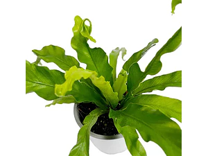 Helecho Asplenium Nido De Ave Planta Interior