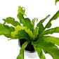 Helecho Asplenium Nido De Ave Planta Interior - Miniatura 1