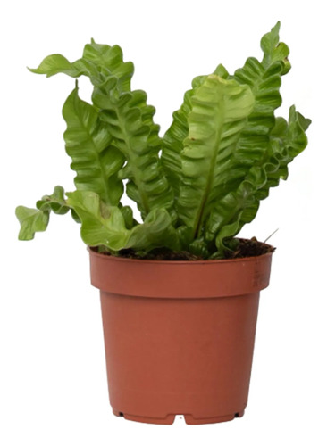 Helecho Asplenium Nido De Ave Planta Interior 2