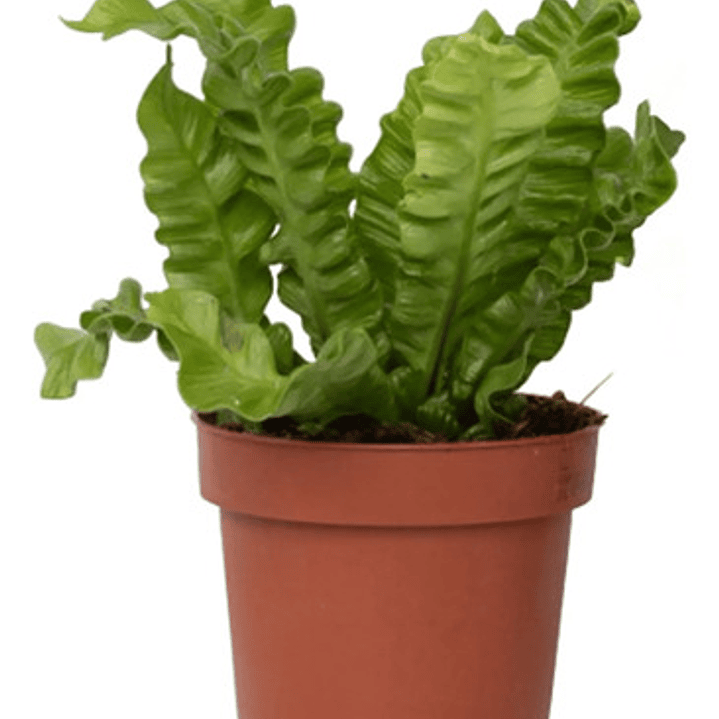 Helecho Asplenium Nido De Ave Planta Interior 2