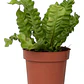 Helecho Asplenium Nido De Ave Planta Interior - Miniatura 2