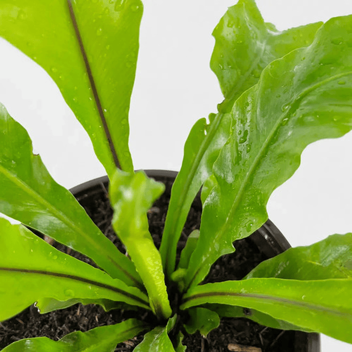 Helecho Asplenium Nido De Ave Planta Interior 3
