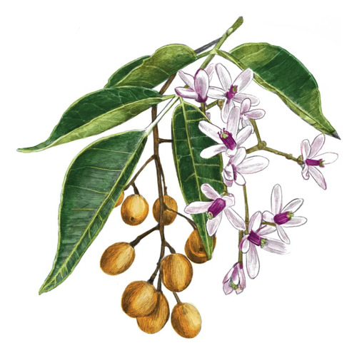 Melia Azedarach Cinamomo Árbol Ornamental 1