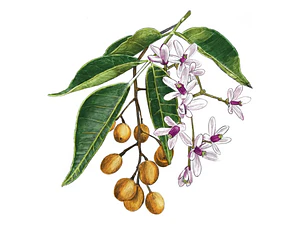 Melia Azedarach Cinamomo Árbol Ornamental