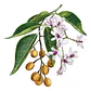 Melia Azedarach Cinamomo Árbol Ornamental - Miniatura 1