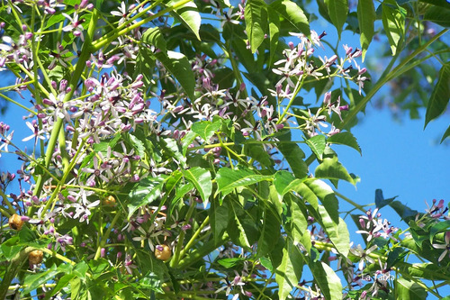 Melia Azedarach Cinamomo Árbol Ornamental 2