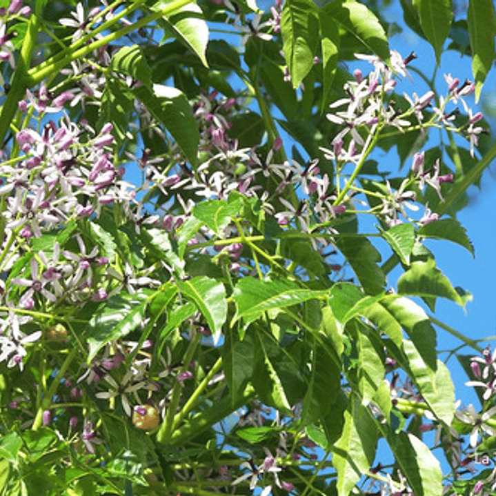 Melia Azedarach Cinamomo Árbol Ornamental 2