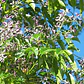 Melia Azedarach Cinamomo Árbol Ornamental - Miniatura 2