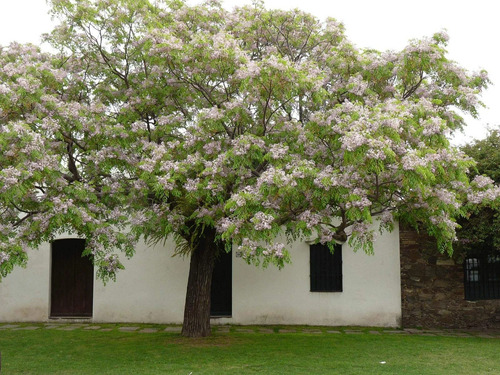 Melia Azedarach Cinamomo Árbol Ornamental 3