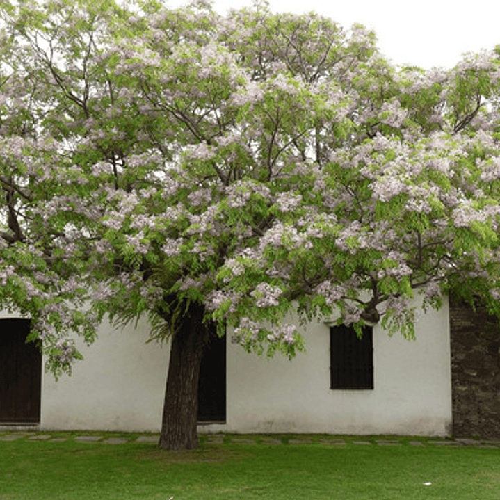 Melia Azedarach Cinamomo Árbol Ornamental 3