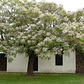 Melia Azedarach Cinamomo Árbol Ornamental - Miniatura 3
